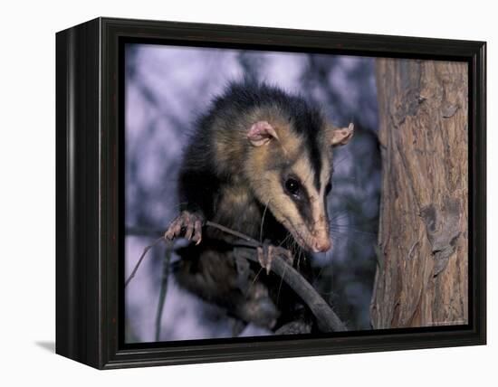 Opossum, Huara, Lima-Andres Morya-Framed Premier Image Canvas