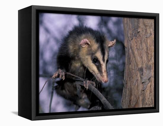 Opossum, Huara, Lima-Andres Morya-Framed Premier Image Canvas