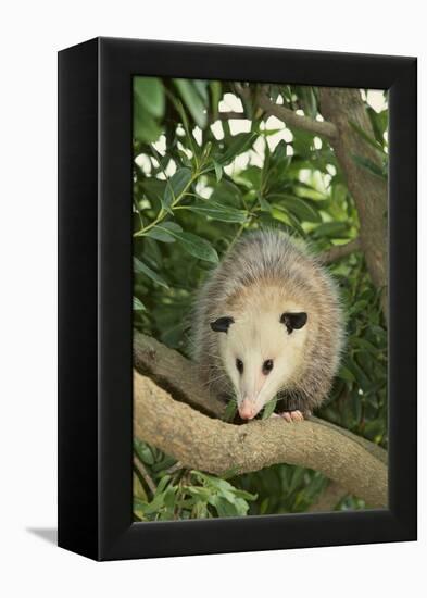 Opossum in Tree-DLILLC-Framed Premier Image Canvas