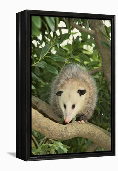 Opossum in Tree-DLILLC-Framed Premier Image Canvas