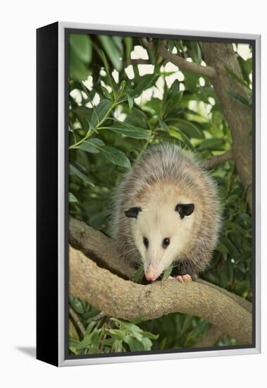 Opossum in Tree-DLILLC-Framed Premier Image Canvas