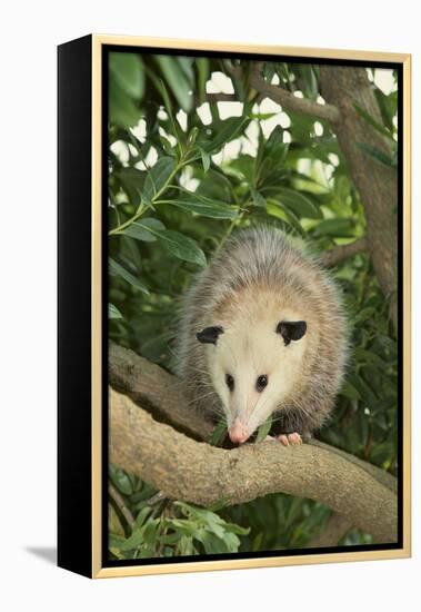 Opossum in Tree-DLILLC-Framed Premier Image Canvas