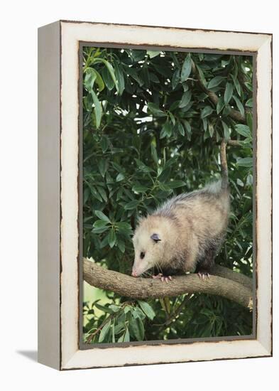 Opossum in Tree-DLILLC-Framed Premier Image Canvas