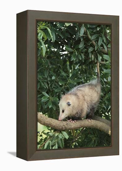 Opossum in Tree-DLILLC-Framed Premier Image Canvas