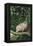 Opossum in Tree-DLILLC-Framed Premier Image Canvas