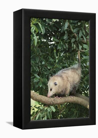 Opossum in Tree-DLILLC-Framed Premier Image Canvas