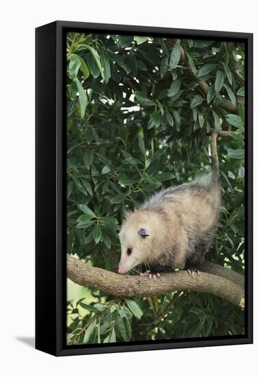 Opossum in Tree-DLILLC-Framed Premier Image Canvas