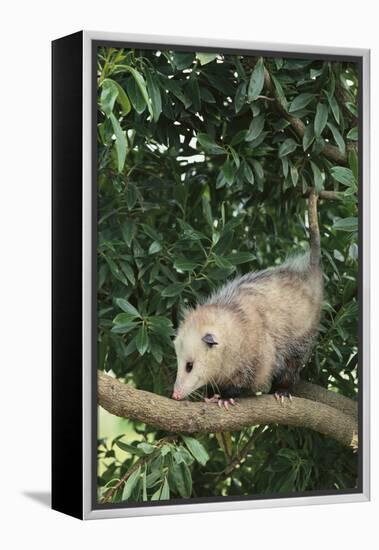 Opossum in Tree-DLILLC-Framed Premier Image Canvas