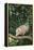 Opossum in Tree-DLILLC-Framed Premier Image Canvas