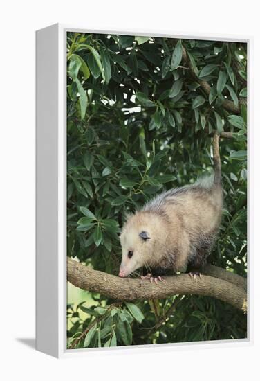 Opossum in Tree-DLILLC-Framed Premier Image Canvas