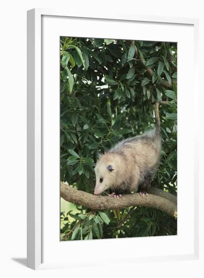 Opossum in Tree-DLILLC-Framed Photographic Print