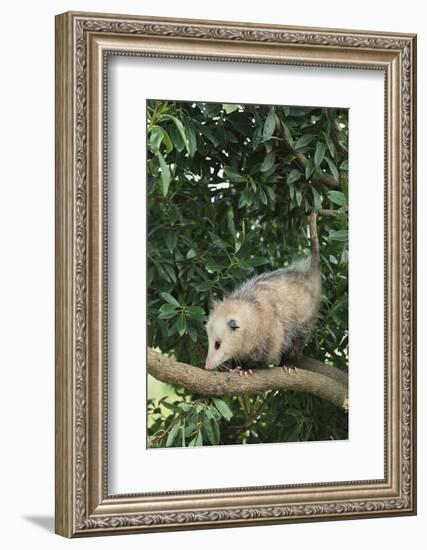 Opossum in Tree-DLILLC-Framed Photographic Print