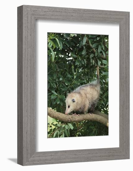 Opossum in Tree-DLILLC-Framed Photographic Print