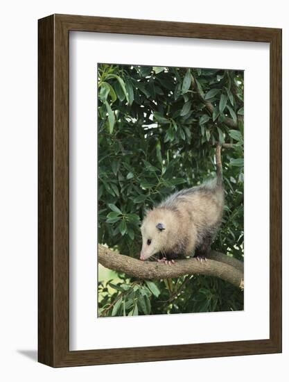 Opossum in Tree-DLILLC-Framed Photographic Print