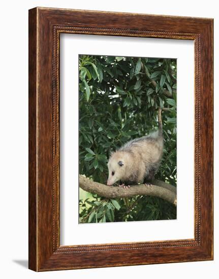 Opossum in Tree-DLILLC-Framed Photographic Print