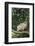 Opossum in Tree-DLILLC-Framed Photographic Print