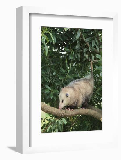 Opossum in Tree-DLILLC-Framed Photographic Print