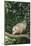 Opossum in Tree-DLILLC-Mounted Photographic Print