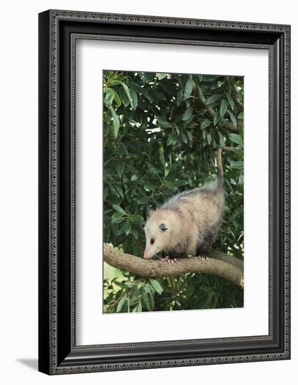 Opossum in Tree-DLILLC-Framed Photographic Print