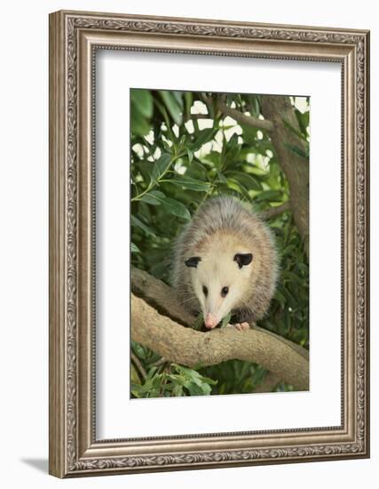 Opossum in Tree-DLILLC-Framed Photographic Print