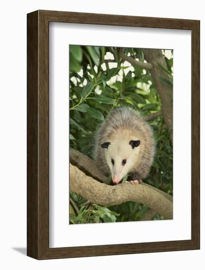 Opossum in Tree-DLILLC-Framed Photographic Print