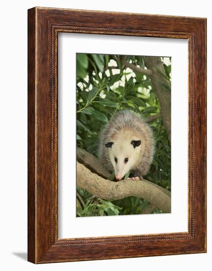 Opossum in Tree-DLILLC-Framed Photographic Print