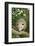 Opossum in Tree-DLILLC-Framed Photographic Print