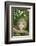 Opossum in Tree-DLILLC-Framed Photographic Print