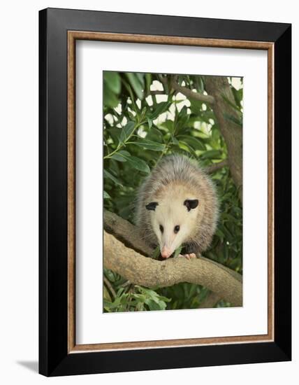 Opossum in Tree-DLILLC-Framed Photographic Print