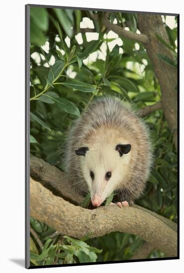 Opossum in Tree-DLILLC-Mounted Photographic Print