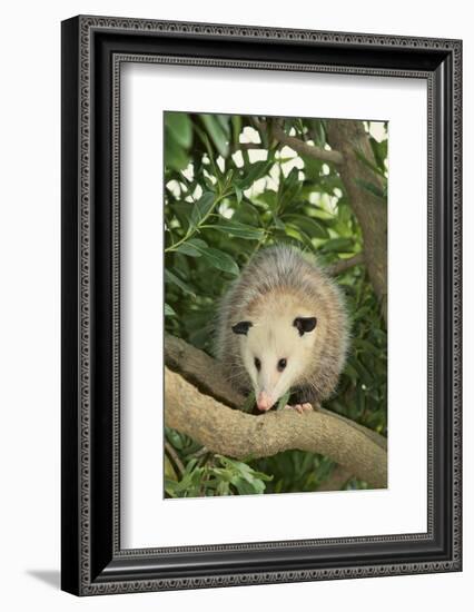 Opossum in Tree-DLILLC-Framed Photographic Print