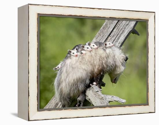 Opossum Mother and Babies, in Captivity, Sandstone, Minnesota, USA-James Hager-Framed Premier Image Canvas