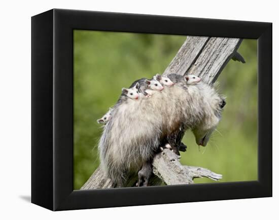 Opossum Mother and Babies, in Captivity, Sandstone, Minnesota, USA-James Hager-Framed Premier Image Canvas