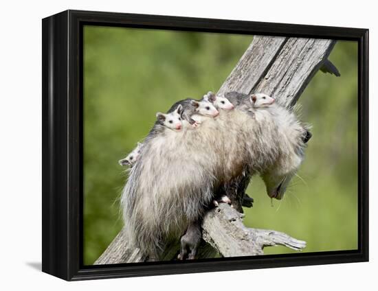 Opossum Mother and Babies, in Captivity, Sandstone, Minnesota, USA-James Hager-Framed Premier Image Canvas