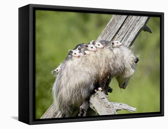 Opossum Mother and Babies, in Captivity, Sandstone, Minnesota, USA-James Hager-Framed Premier Image Canvas