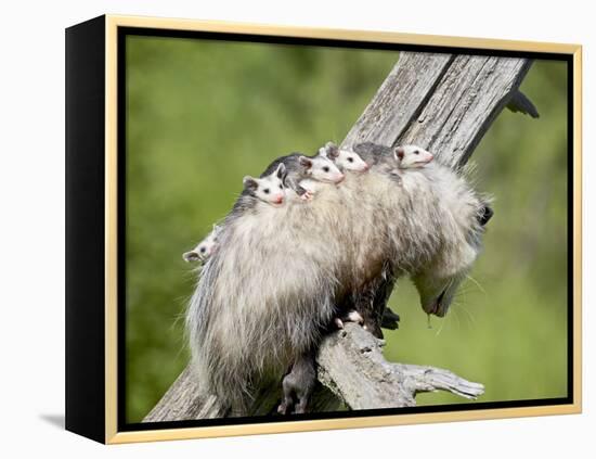 Opossum Mother and Babies, in Captivity, Sandstone, Minnesota, USA-James Hager-Framed Premier Image Canvas