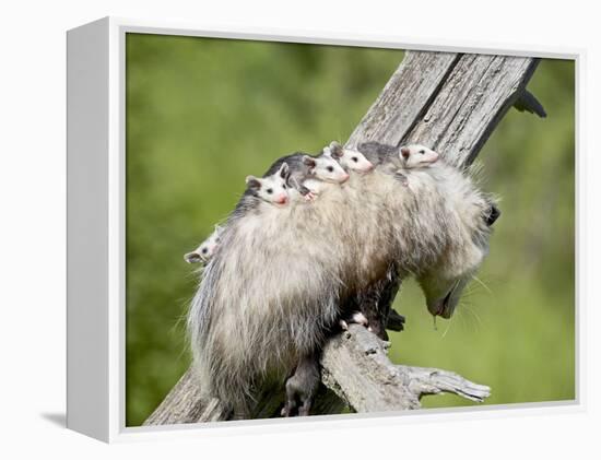 Opossum Mother and Babies, in Captivity, Sandstone, Minnesota, USA-James Hager-Framed Premier Image Canvas