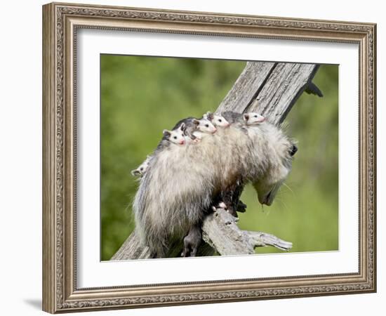 Opossum Mother and Babies, in Captivity, Sandstone, Minnesota, USA-James Hager-Framed Photographic Print