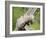 Opossum Mother and Babies, in Captivity, Sandstone, Minnesota, USA-James Hager-Framed Photographic Print