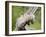 Opossum Mother and Babies, in Captivity, Sandstone, Minnesota, USA-James Hager-Framed Photographic Print