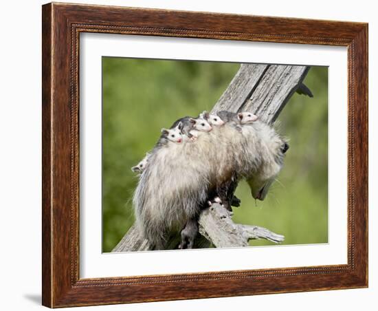 Opossum Mother and Babies, in Captivity, Sandstone, Minnesota, USA-James Hager-Framed Photographic Print