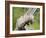 Opossum Mother and Babies, in Captivity, Sandstone, Minnesota, USA-James Hager-Framed Photographic Print