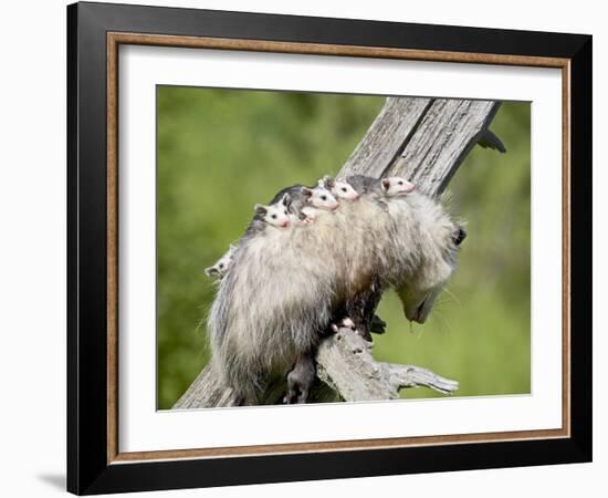 Opossum Mother and Babies, in Captivity, Sandstone, Minnesota, USA-James Hager-Framed Photographic Print