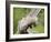 Opossum Mother and Babies, in Captivity, Sandstone, Minnesota, USA-James Hager-Framed Photographic Print