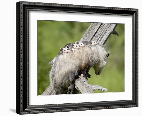 Opossum Mother and Babies, in Captivity, Sandstone, Minnesota, USA-James Hager-Framed Photographic Print