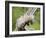 Opossum Mother and Babies, in Captivity, Sandstone, Minnesota, USA-James Hager-Framed Photographic Print