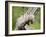 Opossum Mother and Babies, in Captivity, Sandstone, Minnesota, USA-James Hager-Framed Photographic Print