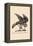 Optical Illusion Puzzle: The Hawk and Rabbit-null-Framed Stretched Canvas