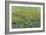 Opulent Field II-Tim O'toole-Framed Art Print