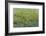 Opulent Field II-Tim O'toole-Framed Art Print